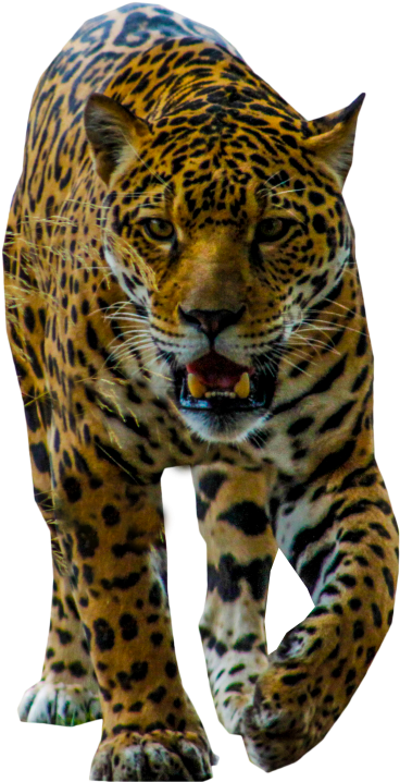 Majestic Leopard Walking Transparent Background