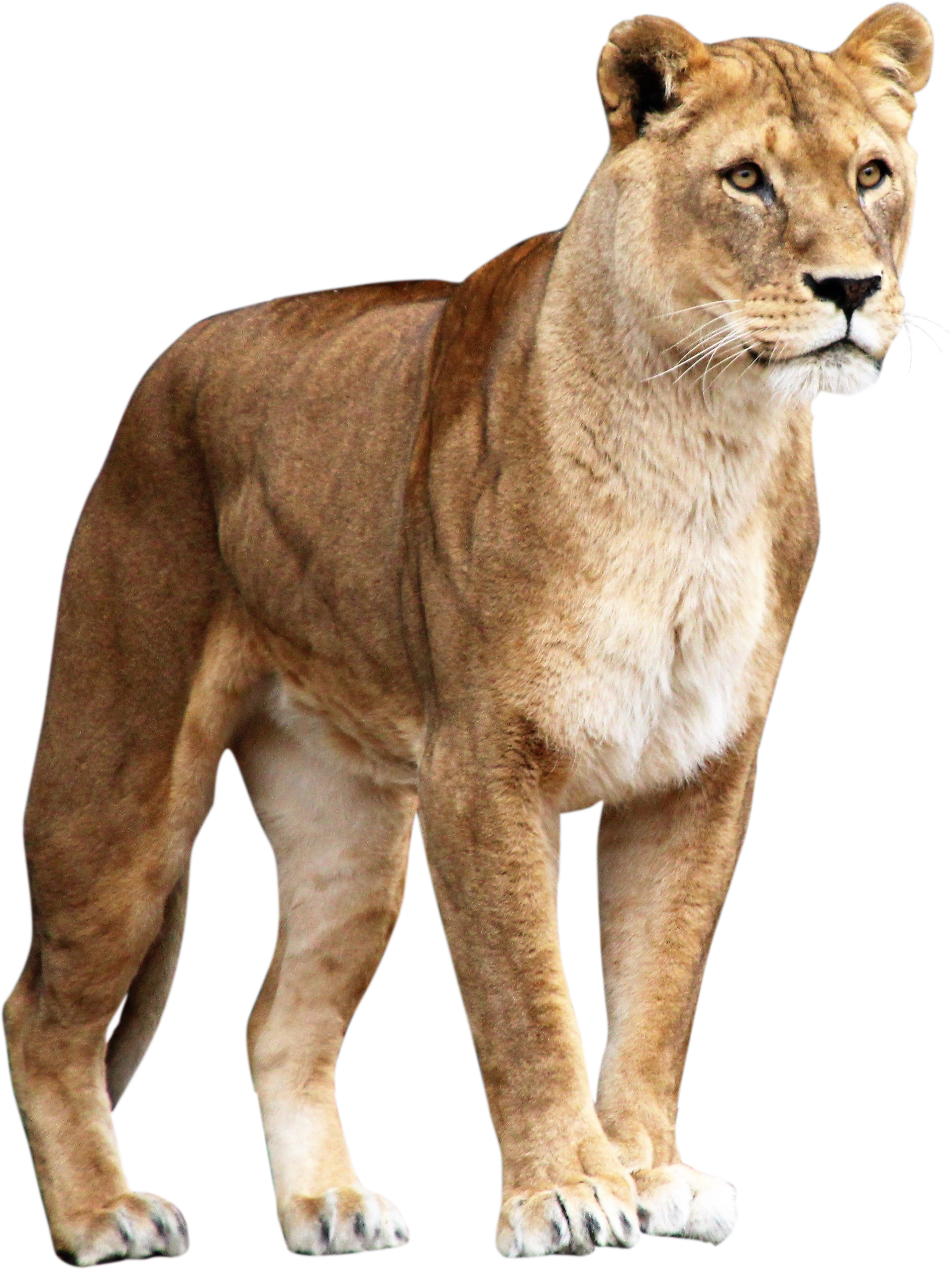 Majestic Lioness Standing