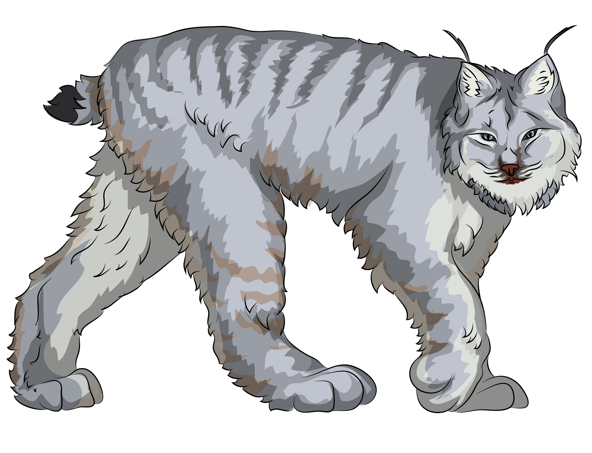 Majestic Lynx Walking Illustration