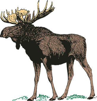 Majestic Moose Illustration