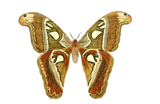 Majestic_ Moth_ Spread_ Wings