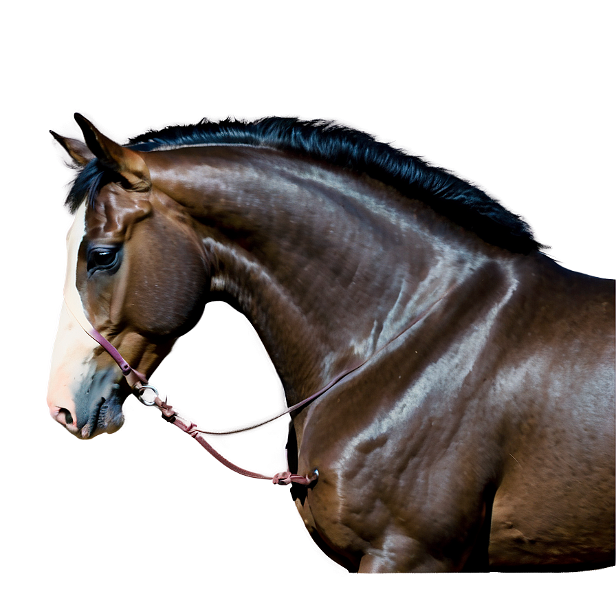 Majestic Mustang Horse Pose Png 90