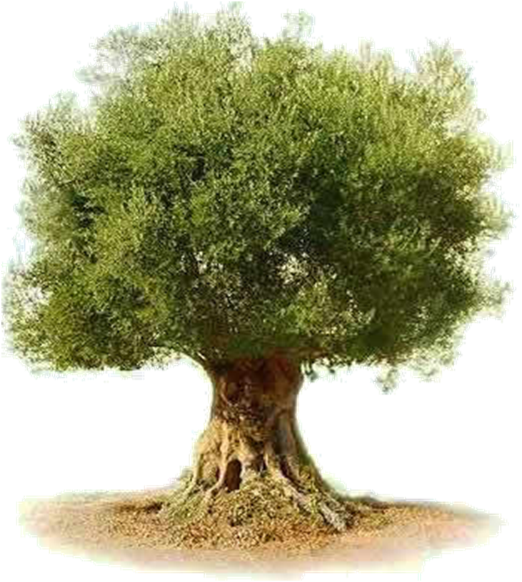 Majestic Olive Tree
