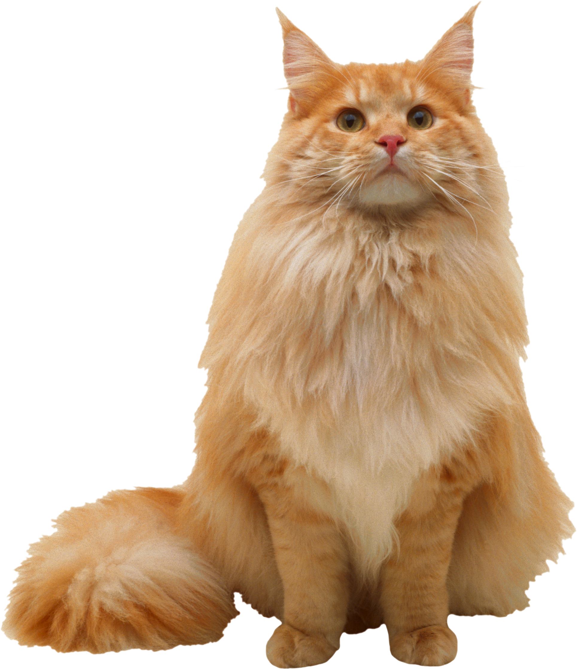 Majestic Orange Maine Coon Cat