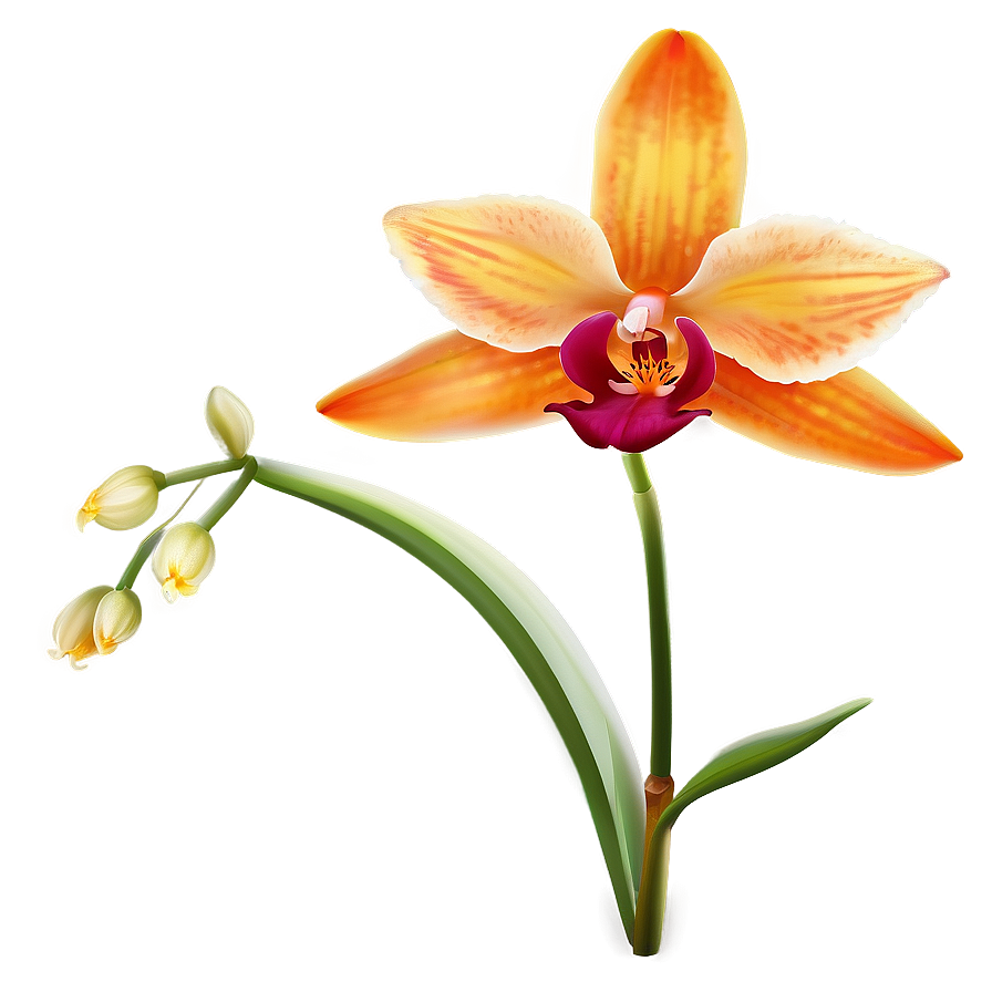 Majestic Orange Orchid Png Axb48