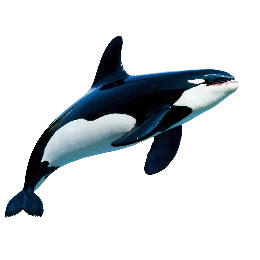 Majestic Orca Png 05242024