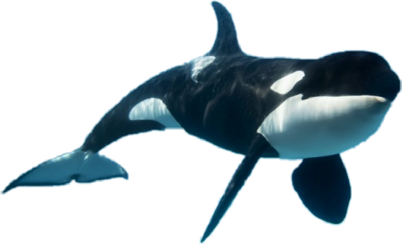 Majestic_ Orca_ Underwater.png