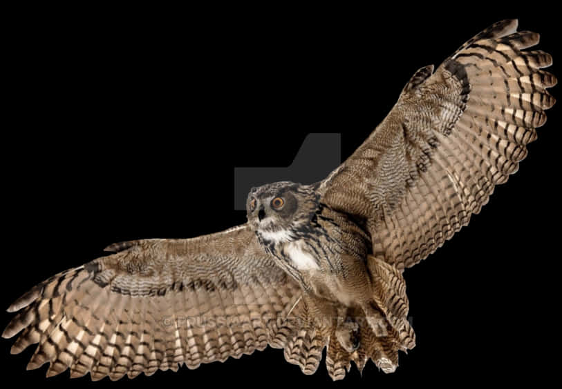 Majestic Owl In Flight