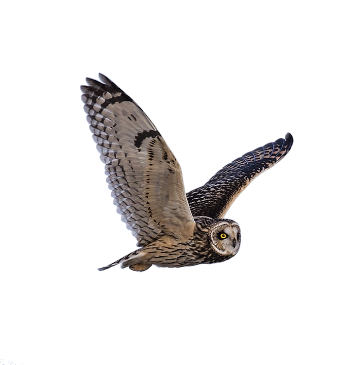 Majestic Owl In Flight.png