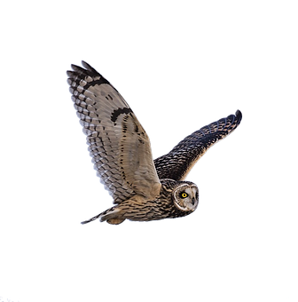 Majestic Owl In Flight