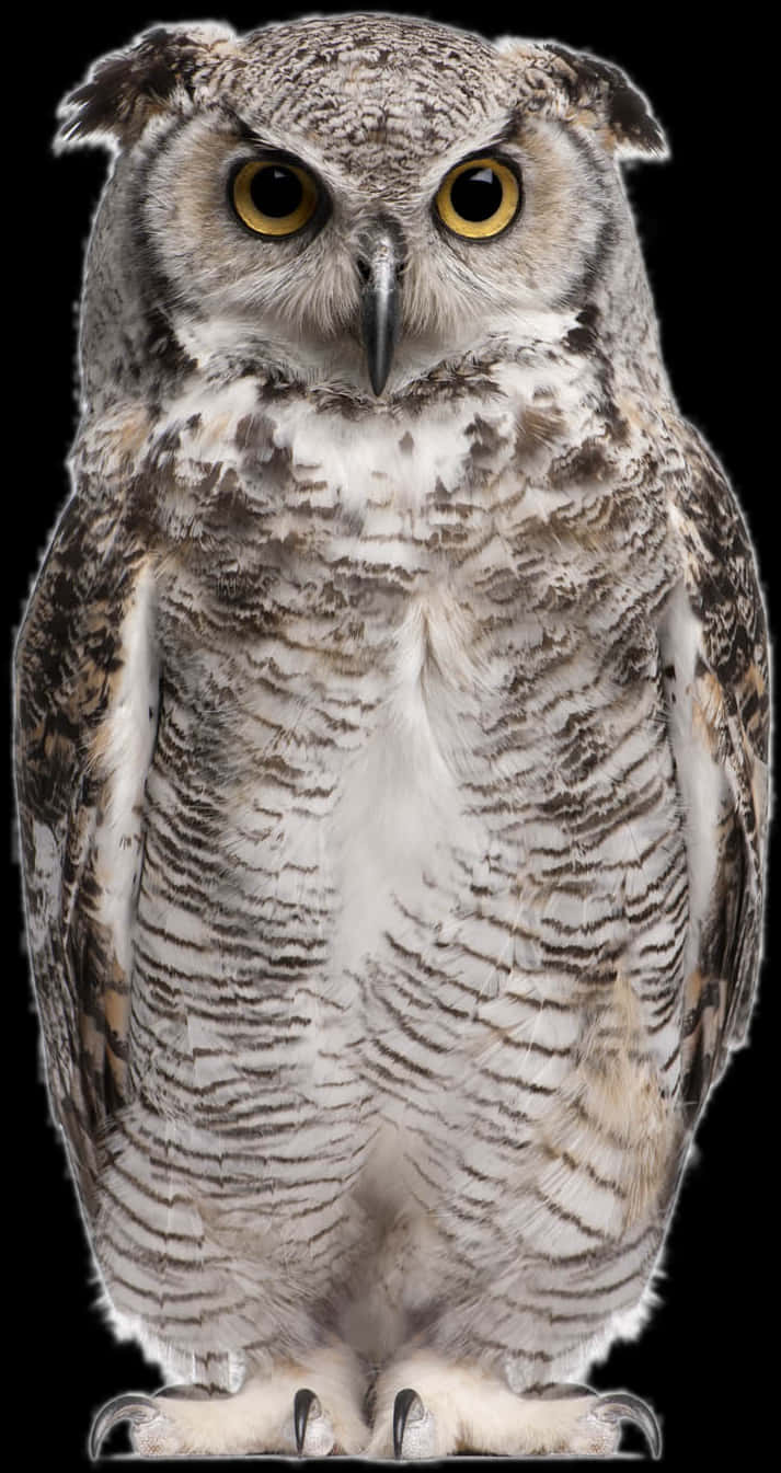 Majestic Owl Portrait