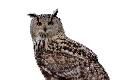 Majestic Owl Portrait