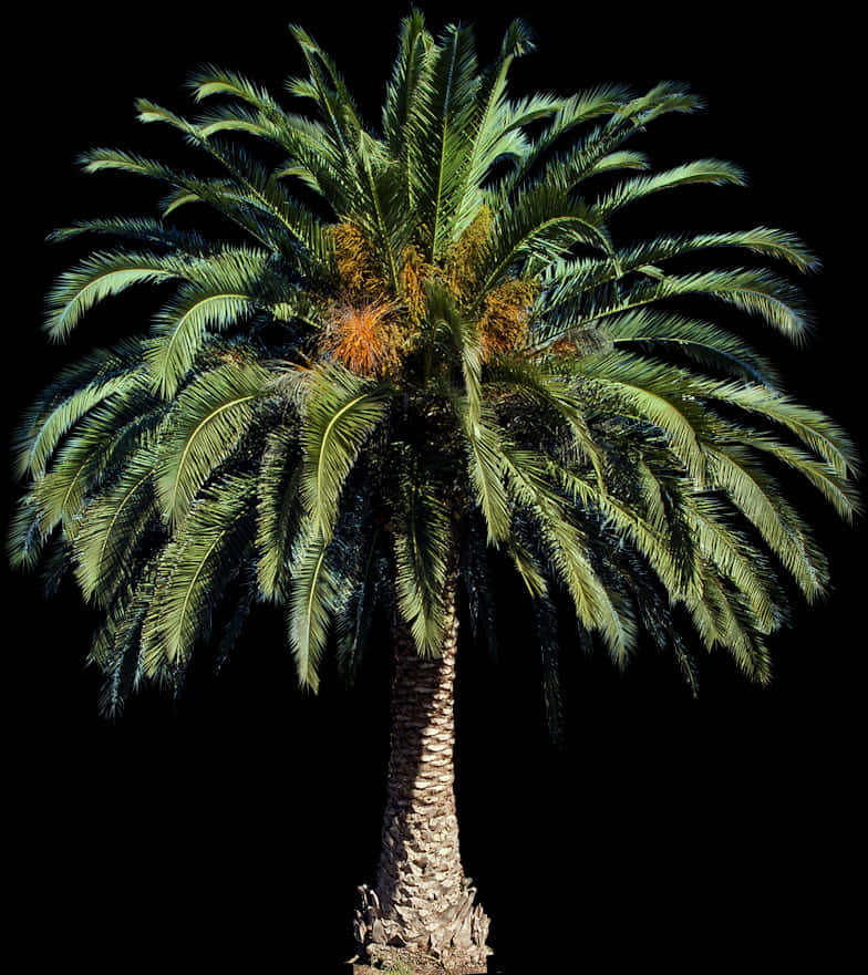 Majestic Palm Tree Against Night Sky