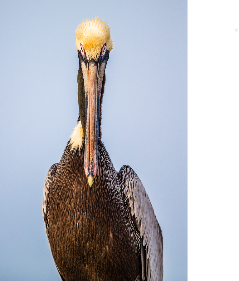 Majestic Pelican Portrait