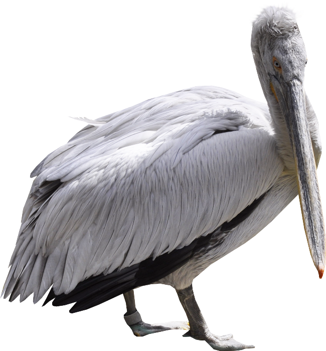 Majestic Pelican Profile