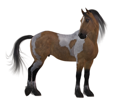 Majestic Pinto Horse Black Background