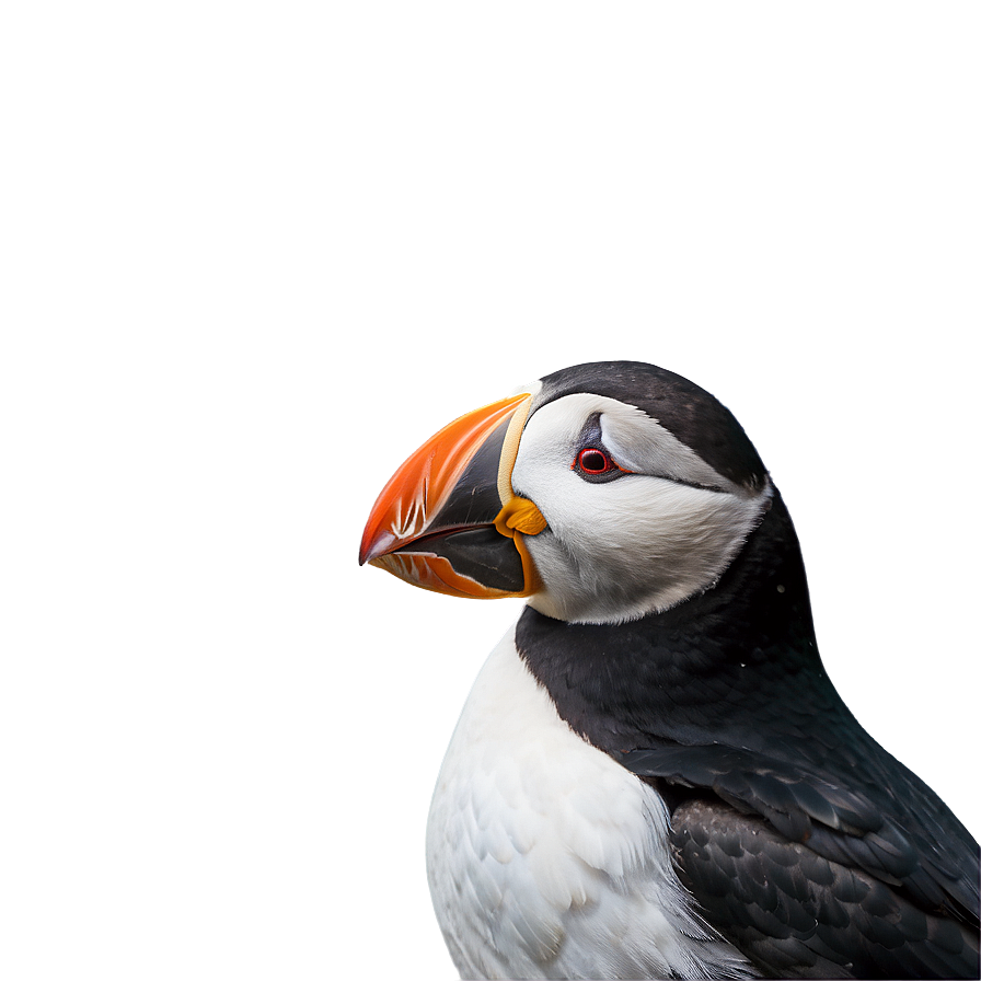 Majestic Puffin Png 06292024