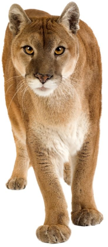 Majestic Puma Standing Transparent Background