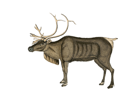 Majestic Reindeer Illustration