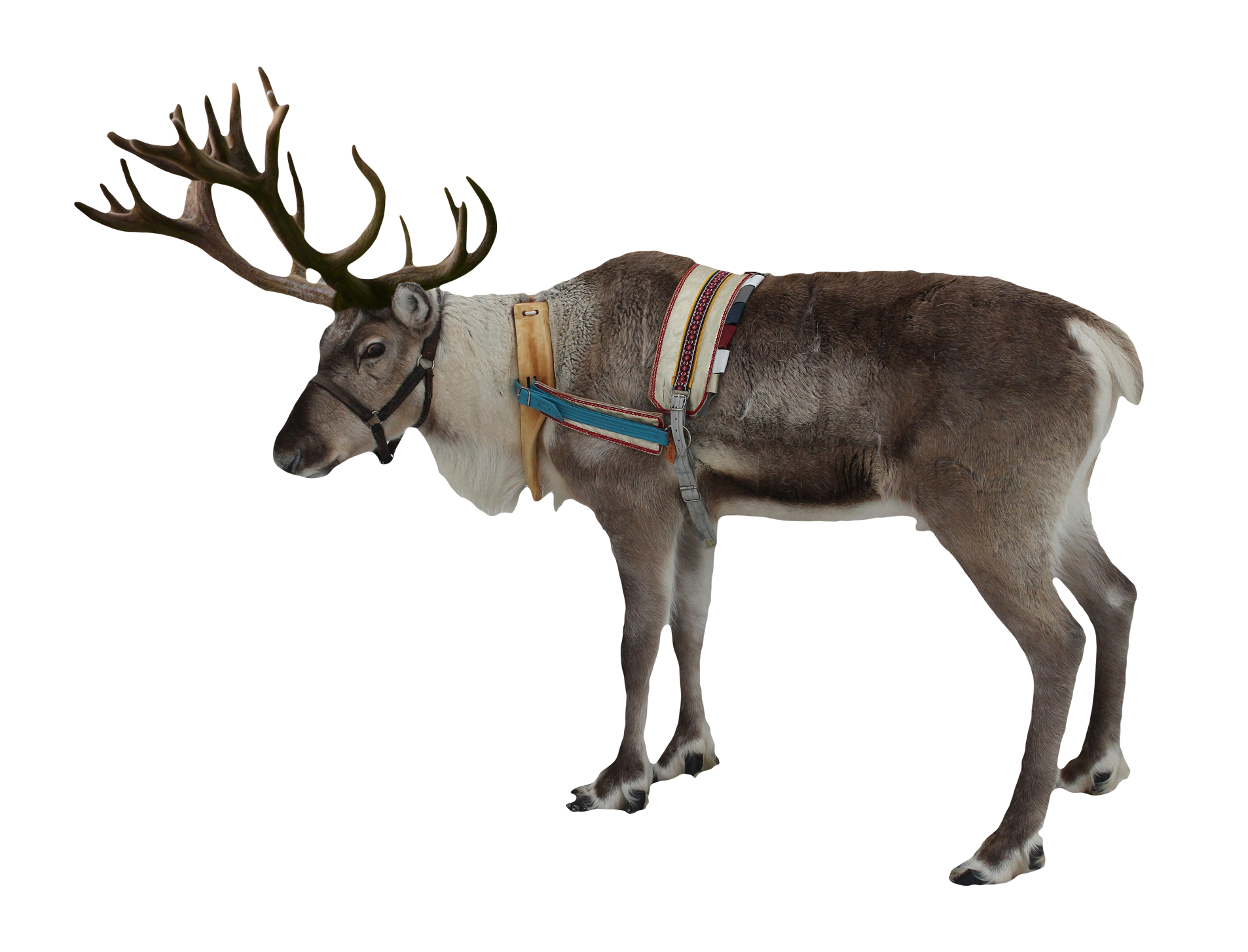 Majestic Reindeerwith Harness