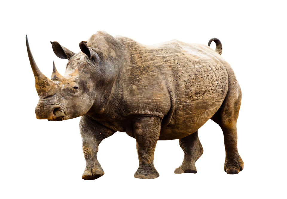 Majestic Rhino Isolated