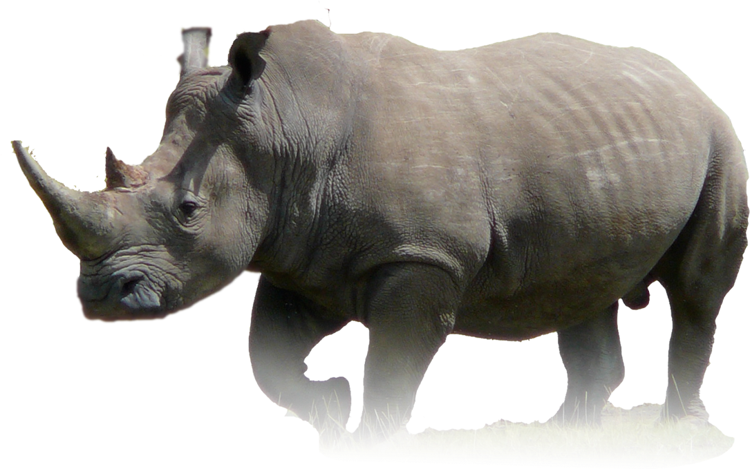 Majestic Rhinoceros Standing