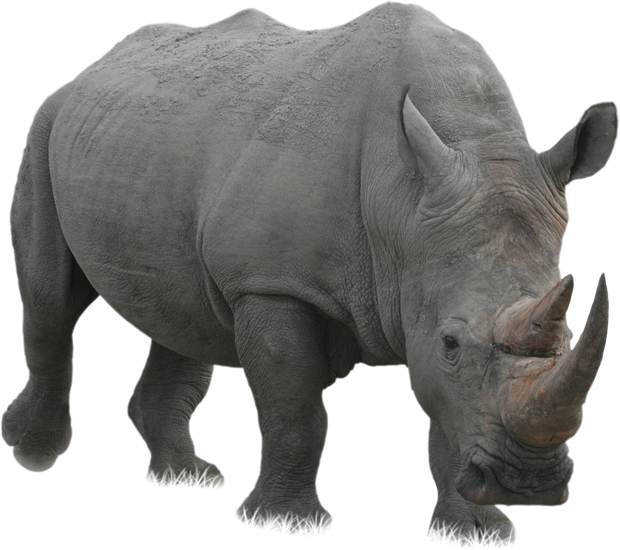 Majestic Rhinoceros Standing