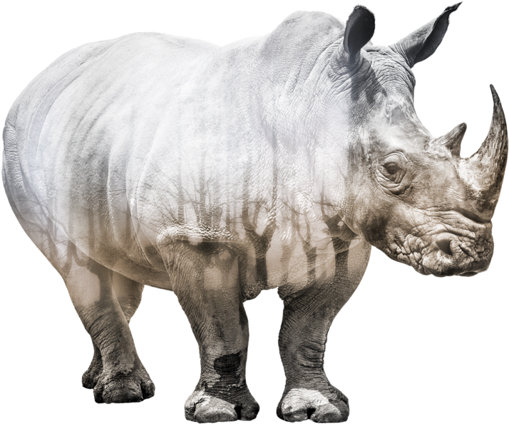 Majestic Rhinoceros Standing