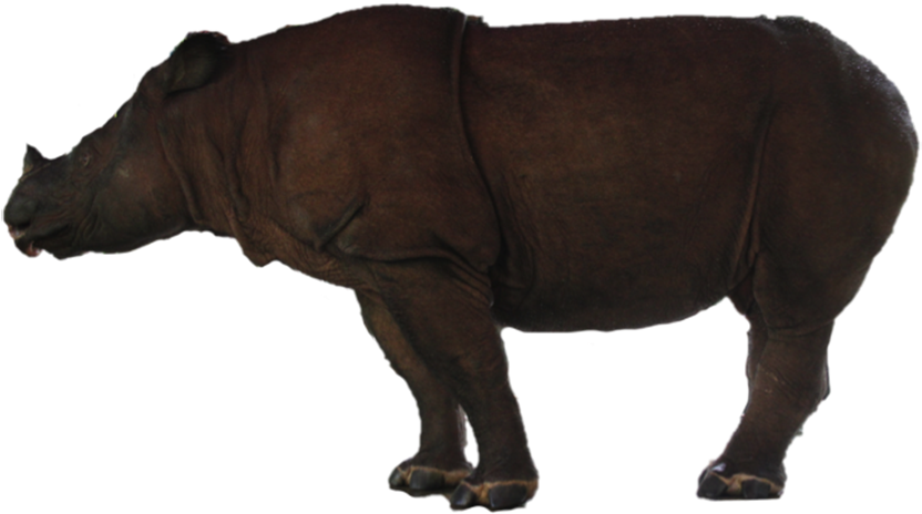 Majestic Rhinoceros Standing