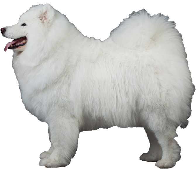 Majestic Samoyed Dog Standing