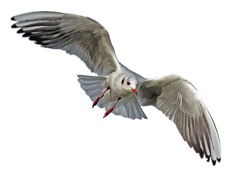 Majestic Seagull In Flight