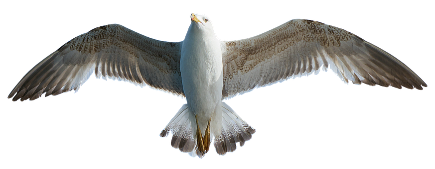 Majestic Seagull In Flight