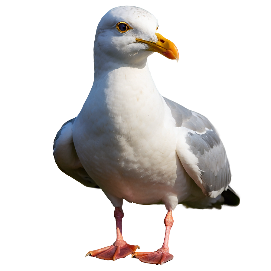 Majestic Seagull Png 05242024