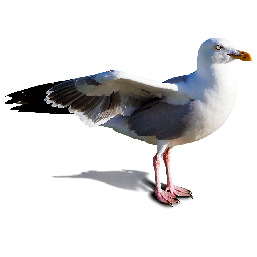 Majestic Seagull Png Kec