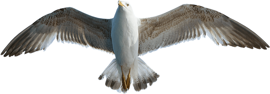 Majestic Seagullin Flight