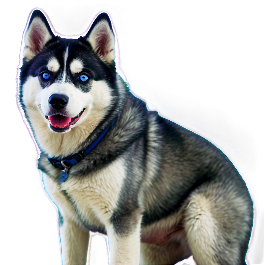 Majestic Siberian Husky Png 06252024