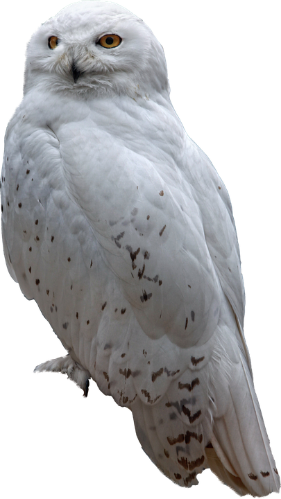 Majestic_ Snowy_ Owl_ Portrait.png