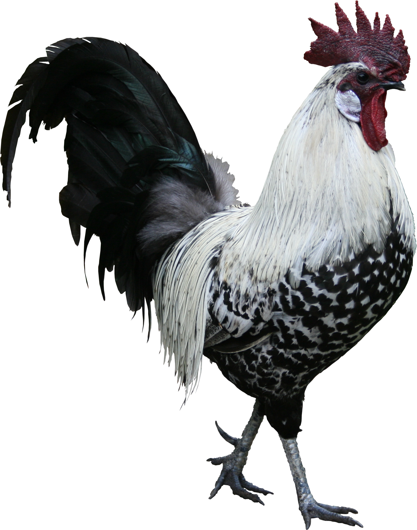 Majestic Spotted Rooster.png