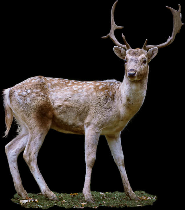 Majestic Stag Full Profile