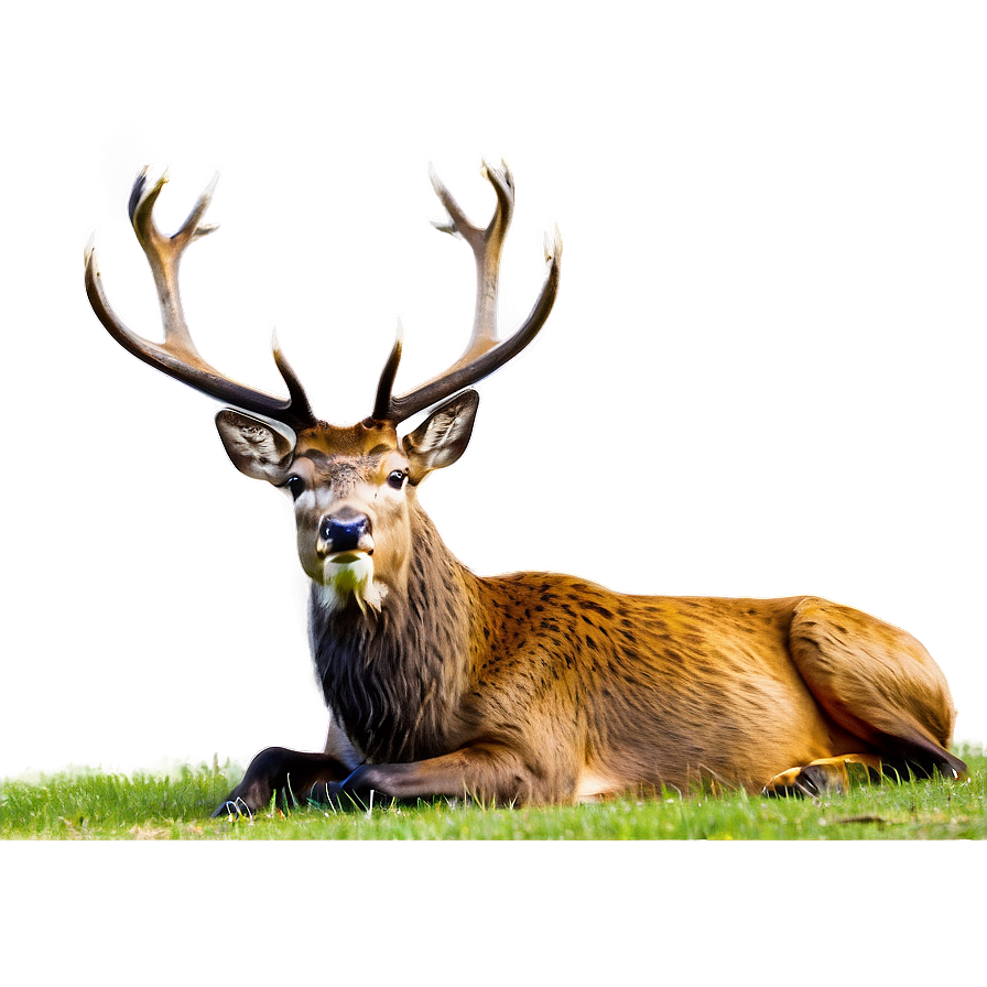 Majestic Stag Roaring Png 06292024