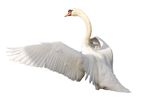 Majestic Swan In Flight.png