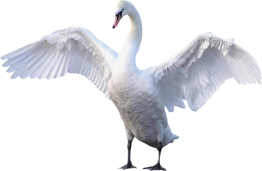 Majestic Swan Spreading Wings