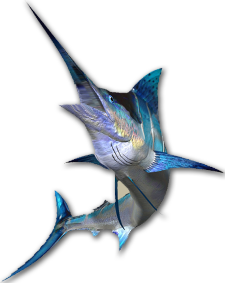 Majestic Swordfish Swimming