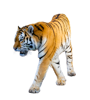 Majestic Tiger Black Background