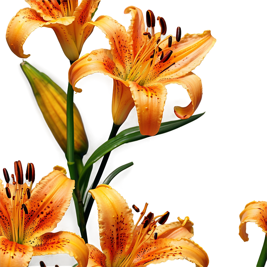 Majestic Tiger Lilies Png 2