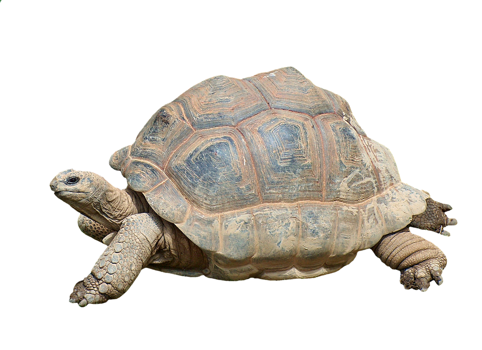 Majestic Tortoise Isolated Background