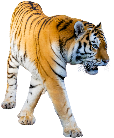 Majestic Walking Tiger Cutout