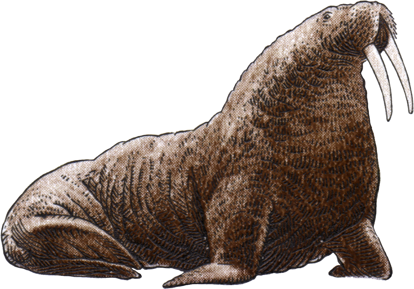 Majestic Walrus Illustration.png