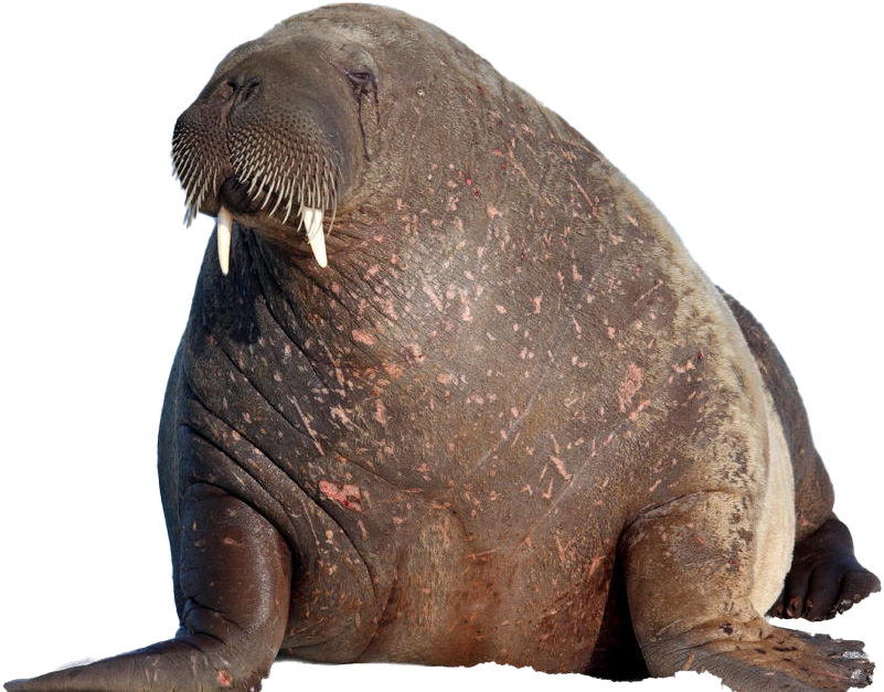 Majestic Walrus Portrait.png