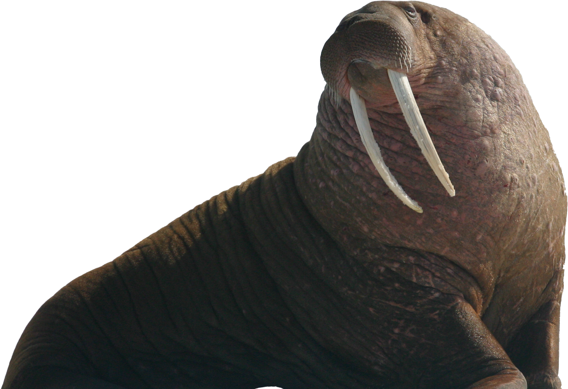 Majestic Walrus Profile